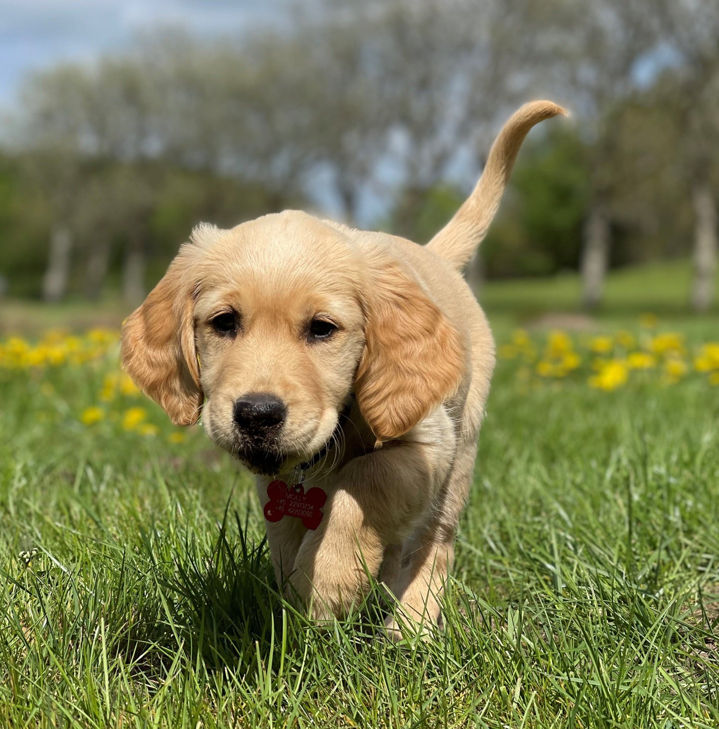 Hvalpehold - Start 14. januar 2026 kl. 17.30